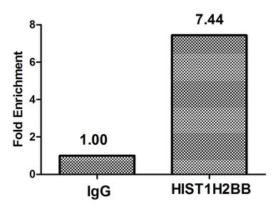 Acetyl-HIST1H2BB (K16) Antibody