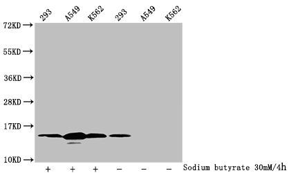 HIST1H2BC Antibody
