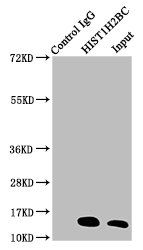 Acetyl-HIST1H2BC (K20) antibody