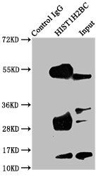 Acetyl-HIST1H2BC (K24) antibody