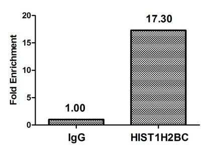 HIST1H2BC Antibody