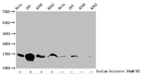Acetyl-HIST1H3A (K115) Antibody