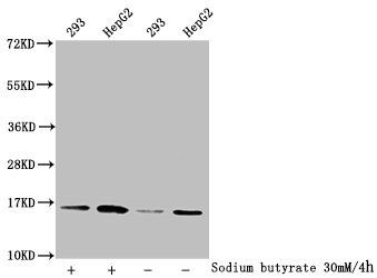 Acetyl-HIST1H3A (K122) Antibody