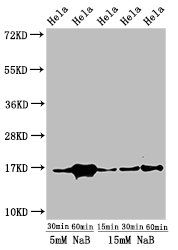 Acetyl-HIST1H3A (K23) Antibody