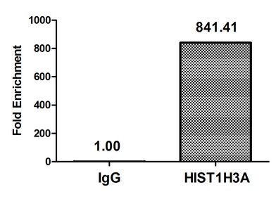 Acetyl-HIST1H3A (K27) Antibody