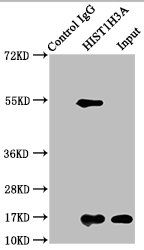 Acetyl-HIST1H3A (K27) antibody