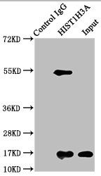 Acetyl-HIST1H3A (K27) Antibody