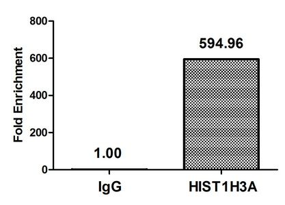 Acetyl-HIST1H3A (K36) Antibody
