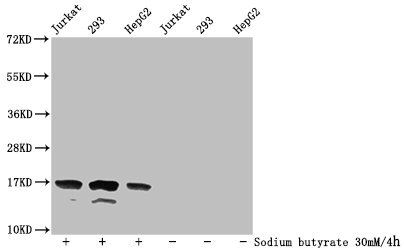 Acetyl-HIST1H3A (K36) antibody