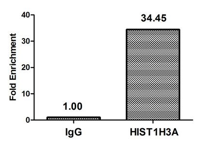 Acetyl-HIST1H3A (K37) Antibody