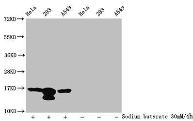 Acetyl-HIST1H3A (K37) Antibody