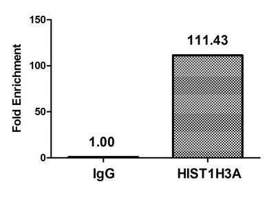 Acetyl-HIST1H3A (K4) Antibody