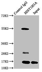 Acetyl-HIST1H3A (K4) antibody