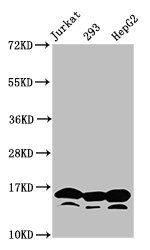 Acetyl-HIST1H3A (K4) antibody