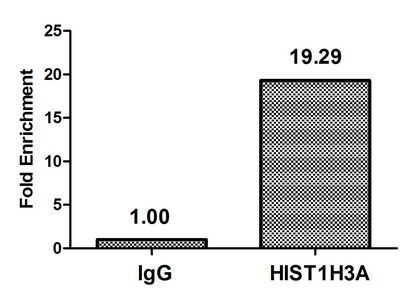 Acetyl-HIST1H3A (K79) Antibody