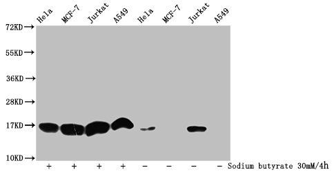 Acetyl-HIST1H3A (K9) Antibody