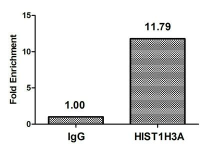 Acetyl-HIST1H3A (T22) Antibody