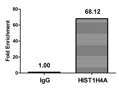 HIST1H4A Antibody