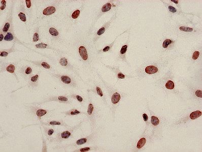 HIST1H4A Antibody