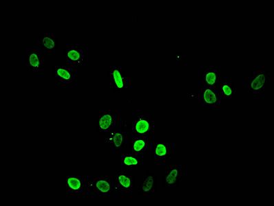 HIST1H4A Antibody