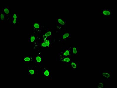 HIST1H4A Antibody