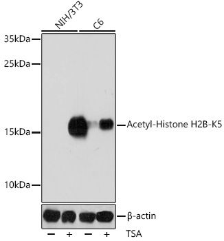 Acetyl-Histone H2B-K5 antibody