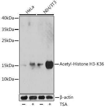 Acetyl-Histone H3-K36 antibody