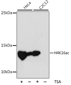 Acetyl-Histone H4-K16 antibody
