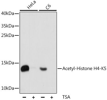 Acetyl-Histone H4-K5 antibody