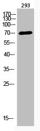 ARNTL Antibody