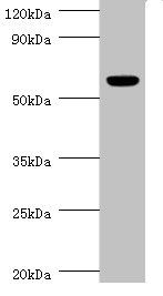 Acetylcholine R subunit alpha antibody