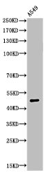 Acetyl-EEF1A1 (K41) antibody