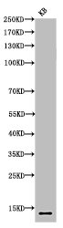 Acetyl-Histone H4 (K16) antibody