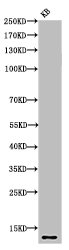 Acetyl-Histone H4 (K8) antibody
