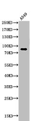 Acetyl-HSP90AA1 (K435) Antibody