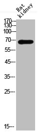 HSPA1A Antibody