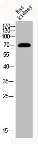 HSPA1A Antibody