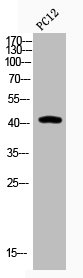 JUN Antibody