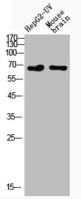 RELA Antibody
