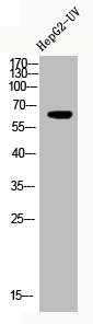 RELA Antibody