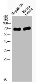 RELA Antibody