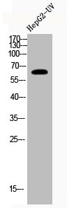 RELA Antibody