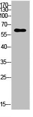 RELA Antibody