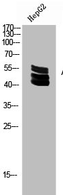 Acetyl-UBA52 (K27) antibody