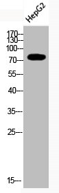 Acetyl-UBA52 (K29) antibody