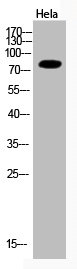 Acetyl-UBA52/RPS27A/UBB/UBC (K33) Antibody