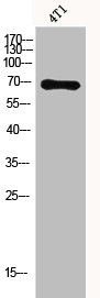 XRCC6 Antibody