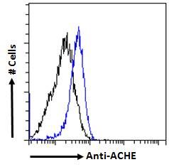 ACHE antibody