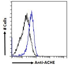Goat anti-ACHE Antibody