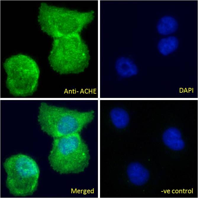 Goat anti-ACHE Antibody
